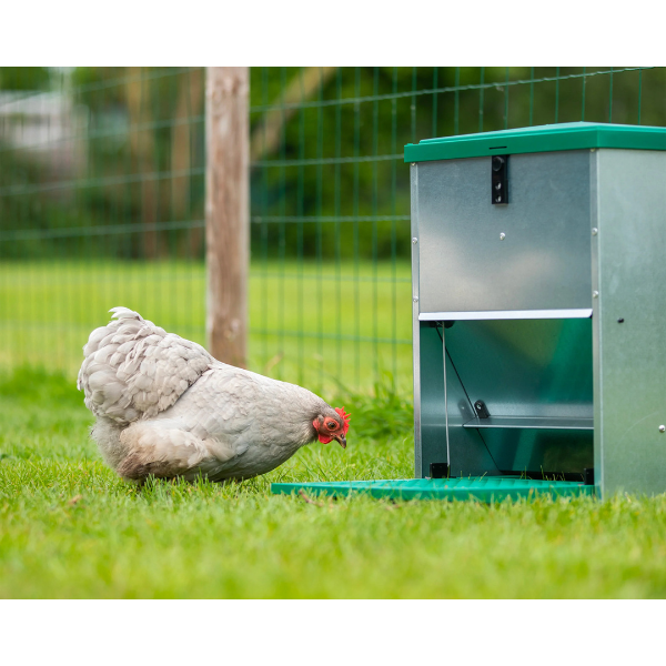 Automatic Adjustable Chicken Feeder 5kg with Pest Proof Design for Backyard Poultry
