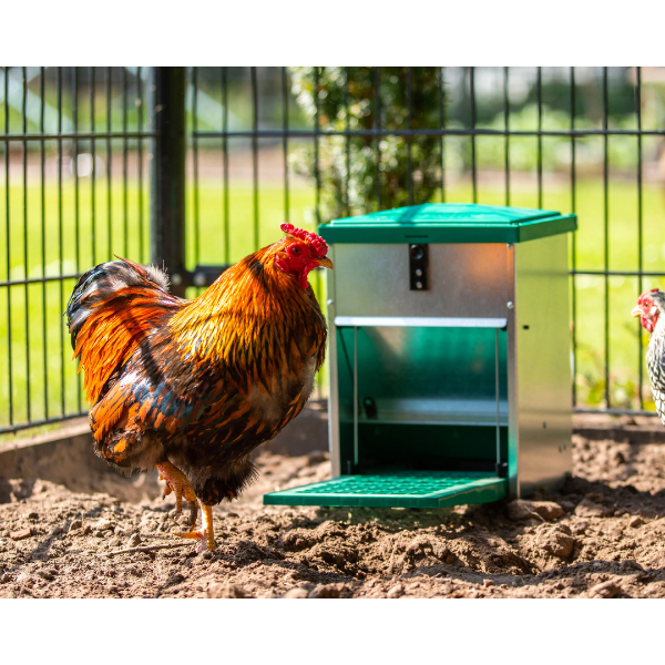 Automatic Adjustable Chicken Feeder 5kg with Pest Proof Design for Backyard Poultry
