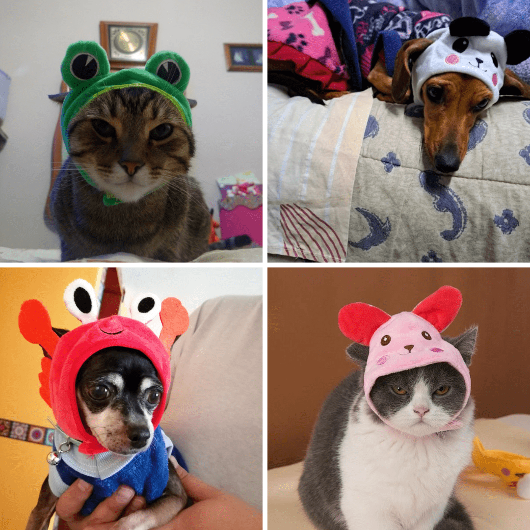 Adorable Animal Face Cat Hat Pet Costume Accessory for Cats and Kittens