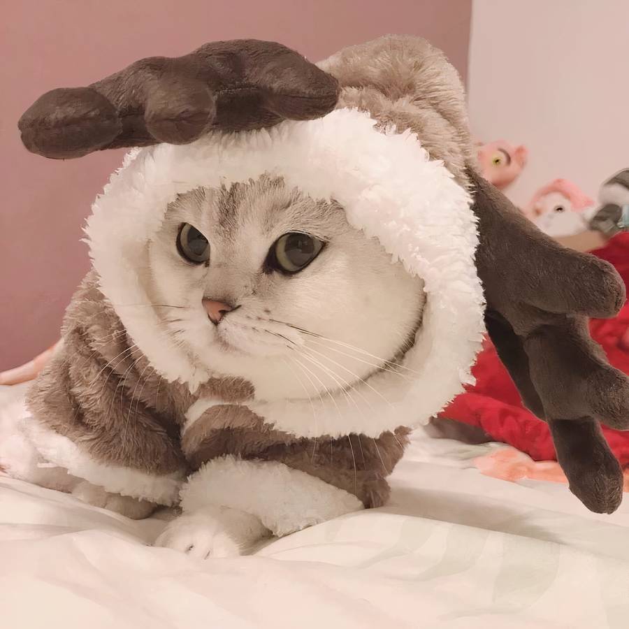 Warm Fleece Cat Costume Cozy Pet Outfit Soft Cats Clothes